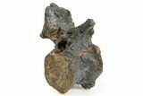Ornithischian Dinosaur (Camptosaurus) Dorsal Vertebra - Wyoming #367580-1